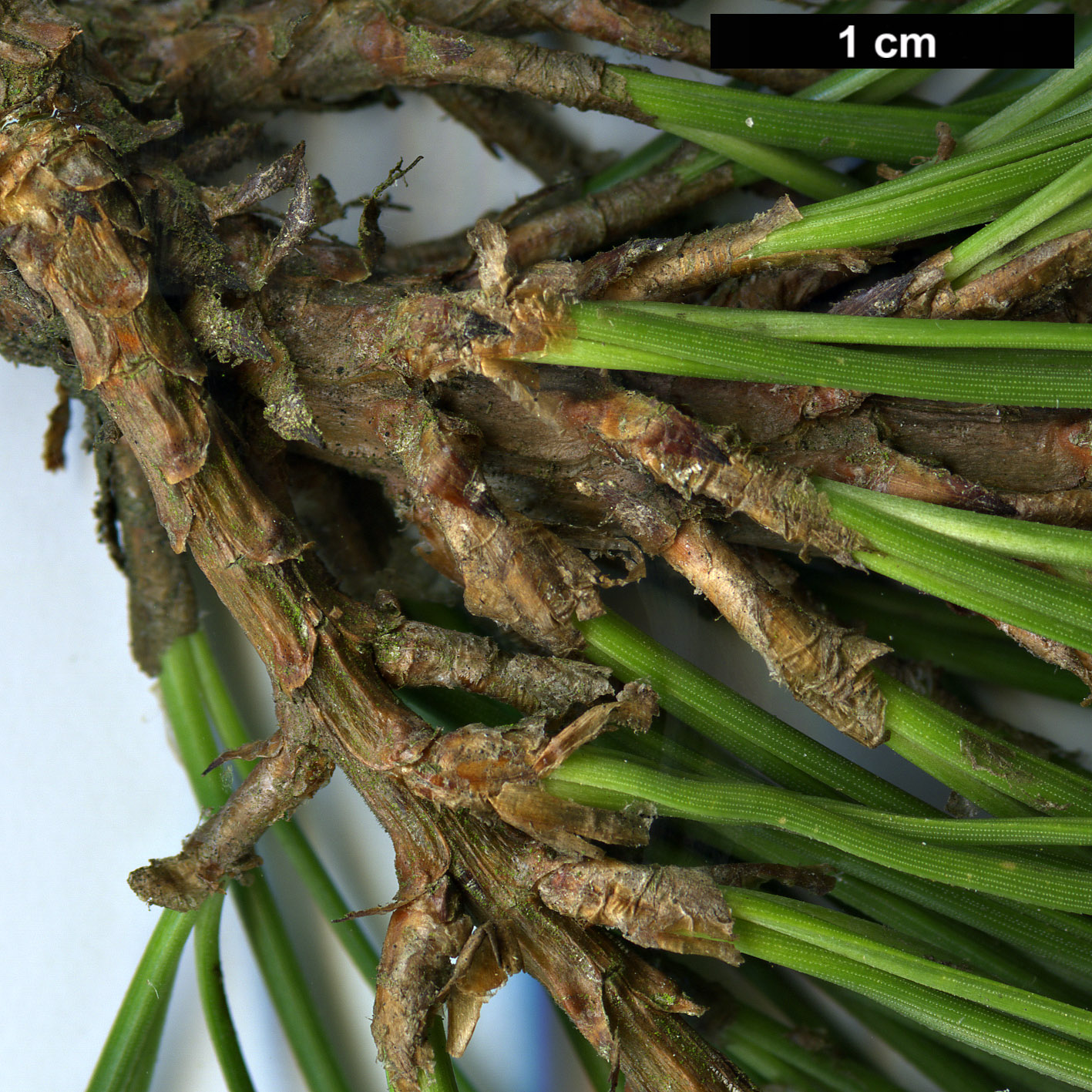 High resolution image: Family: Pinaceae - Genus: Pinus - Taxon: ×attenuradiata - SpeciesSub: (P.attenuata × P.radiata)